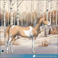 Horse Color:Gold Champagne Splash Tobiano