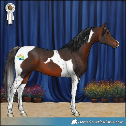 Horse Color:Bay Tobiano 