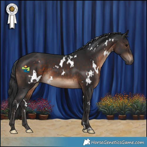 Horse Color:White Spotted Brown 