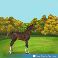 Horse Color:Liver Chestnut Tobiano Varnish 