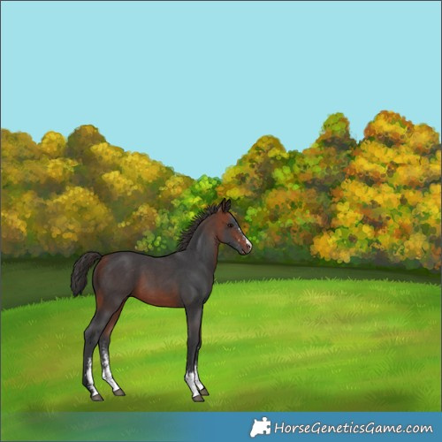 Horse Color:Bay Sabino 