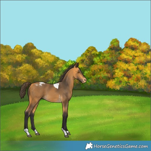 Horse Color:Buckskin Tobiano Appaloosa