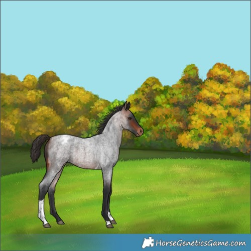 Horse Color:Bay Roan Tobiano Varnish 