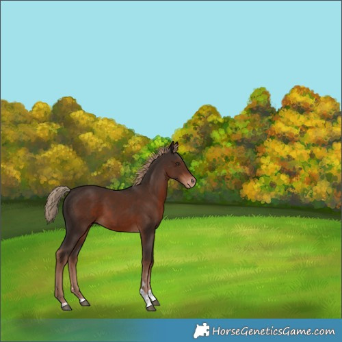 Horse Color:Liver Chestnut Tobiano Varnish 