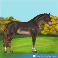 Horse Color:Liver Chestnut Tobiano Rabicano 