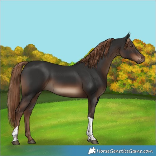 Horse Color:Liver Chestnut Tobiano Rabicano 