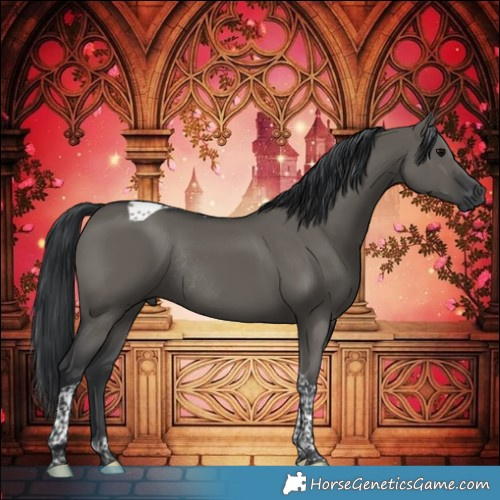 Horse Color:Grullo Tobiano Rabicano