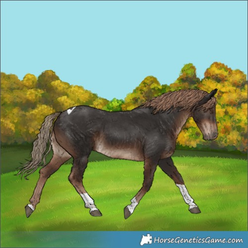 Horse Color:Liver Chestnut Tobiano Rabicano 