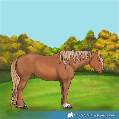 Horse Color:Chestnut 