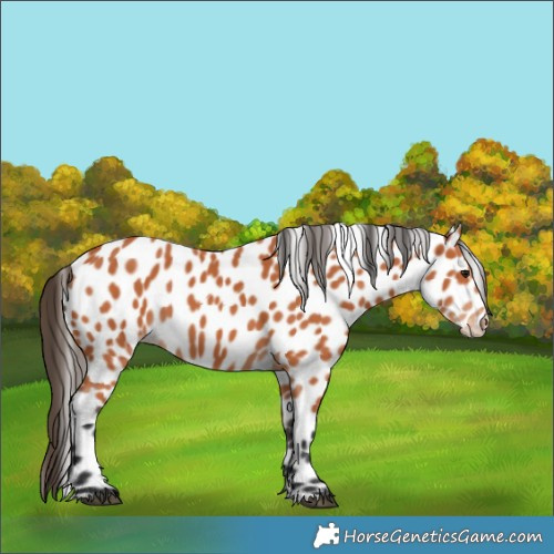 Horse Color:Bay Appaloosa 