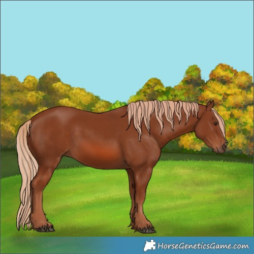 Horse Color:Chestnut 