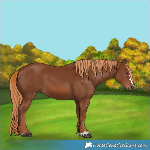 Horse Color:Chestnut 