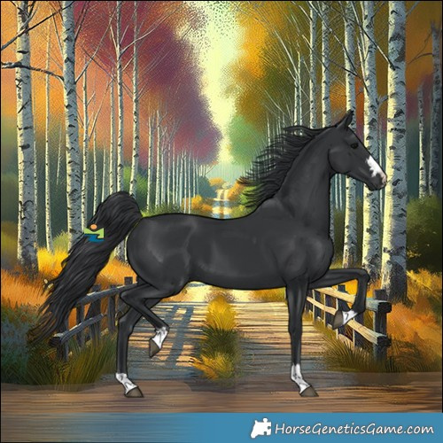 Horse Color:Black 