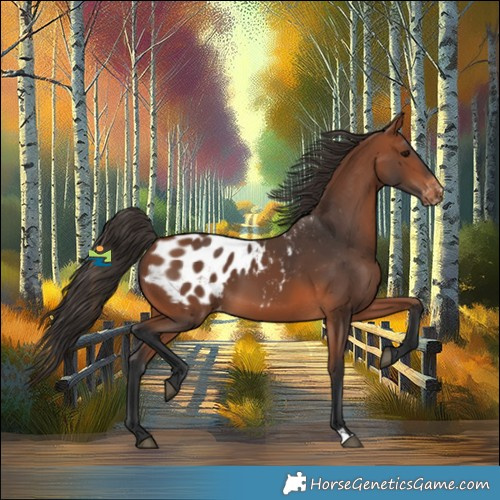Horse Color:Bay Appaloosa 