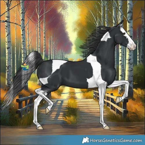 Horse Color:Black Splash Tobiano 