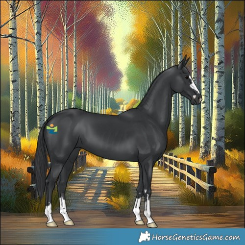 Horse Color:Black 