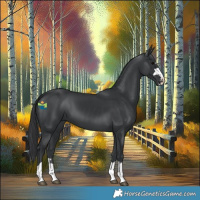 Horse Color:Black 