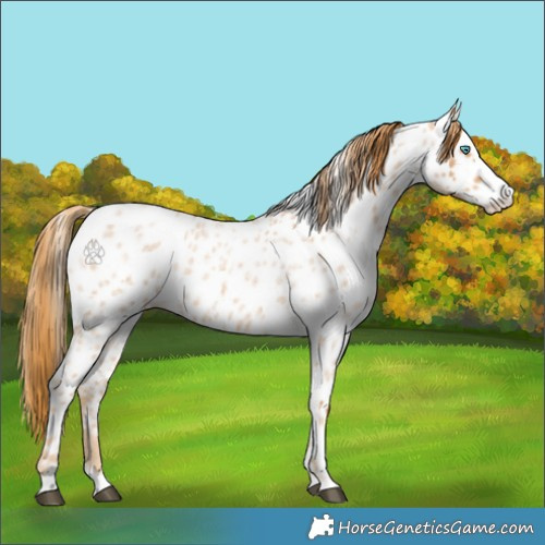 Horse Color:Red Roan Splash Appaloosa