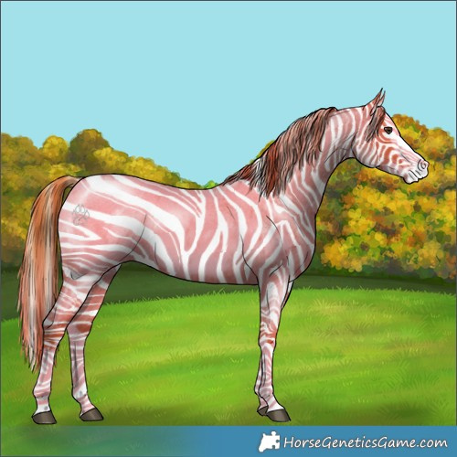 Horse Color:Red Roan Splash Appaloosa 