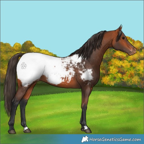 Horse Color:Bay Appaloosa 