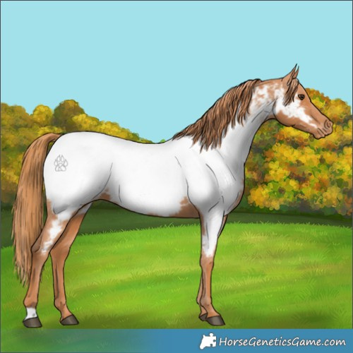 Horse Color:Chestnut Appaloosa 