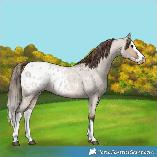 Horse Color:Brown Roan Dun Splash Appaloosa 