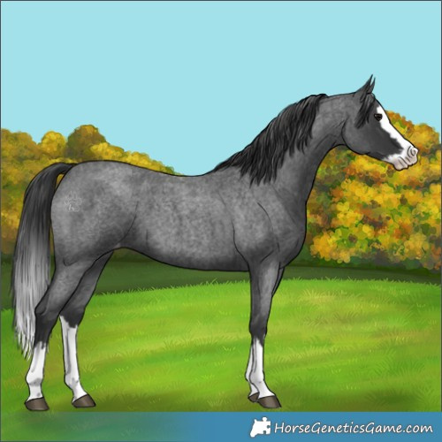 Horse Color:Unknown 
