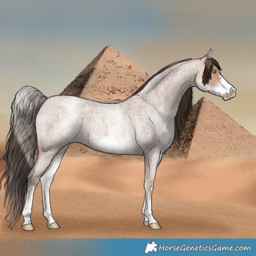 Horse Color:White Spotted Amber Champagne Roan Frame 
