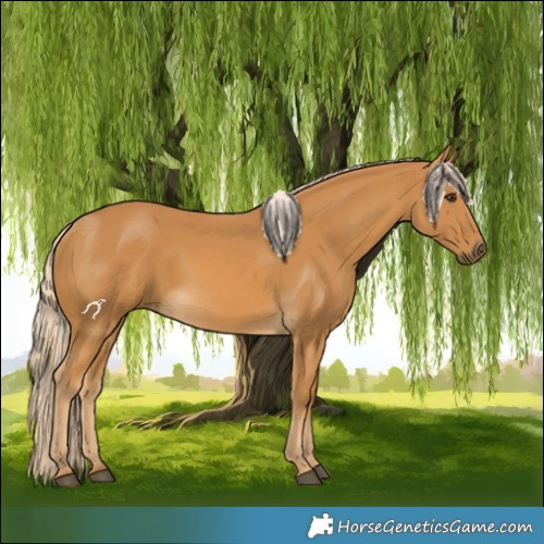 Horse Color:Palomino 