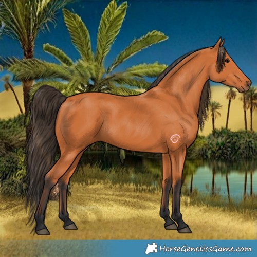 Horse Color:Bay 
