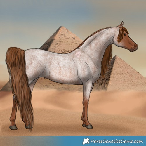 Horse Color:Red Roan 