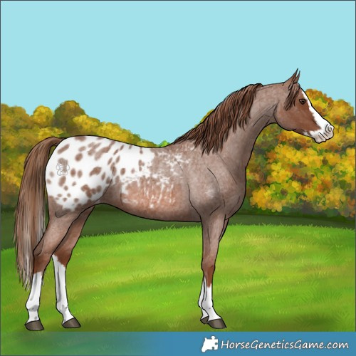 Horse Color:Red Roan Splash Appaloosa