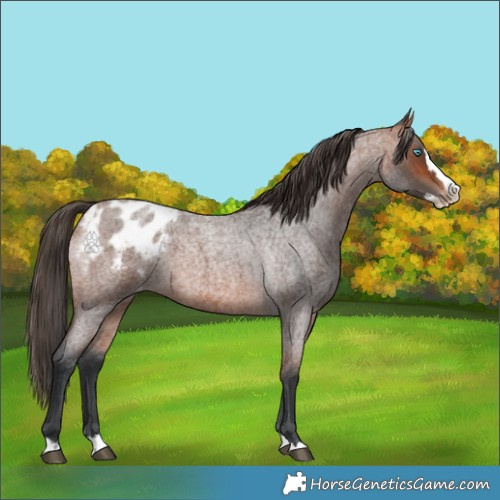 Horse Color:Unknown 