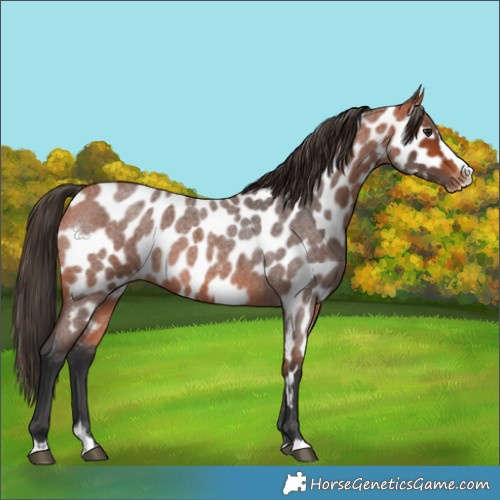 Horse Color:Bay Roan Splash Appaloosa 