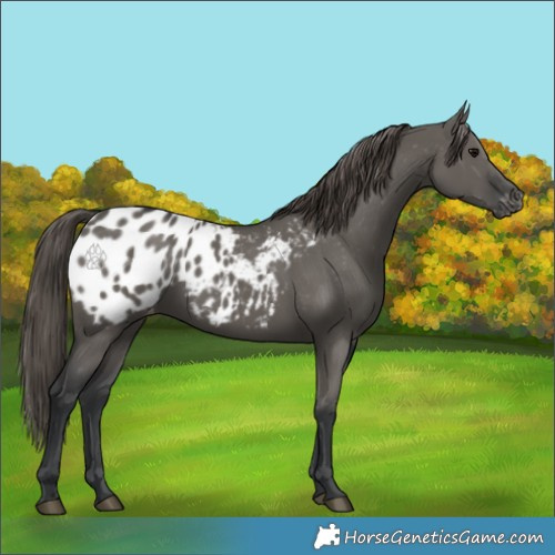 Horse Color:Grullo Appaloosa 