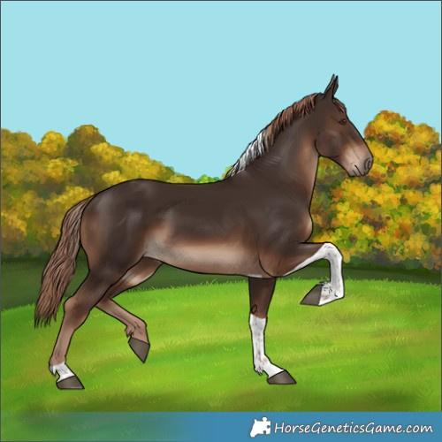 Horse Color:Liver Chestnut Tobiano Rabicano 