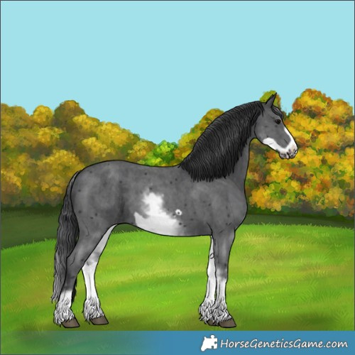 Horse Color:White Spotted Black Sabino Frame