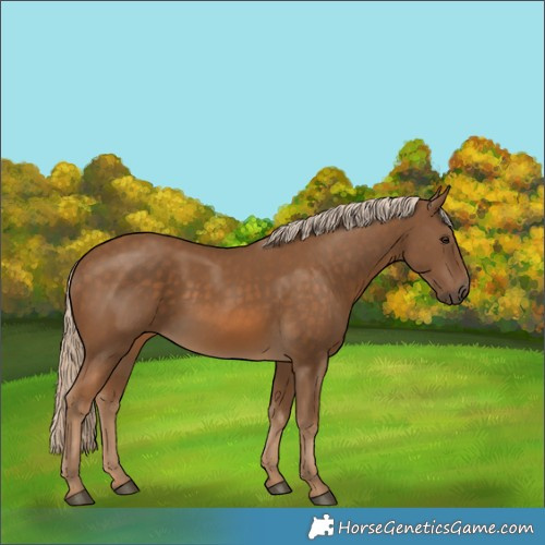 Horse Color:Chocolate Palomino 