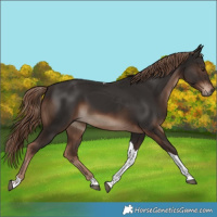 Horse Color:Liver Chestnut Tobiano Rabicano 