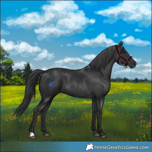 Horse Color:Black 