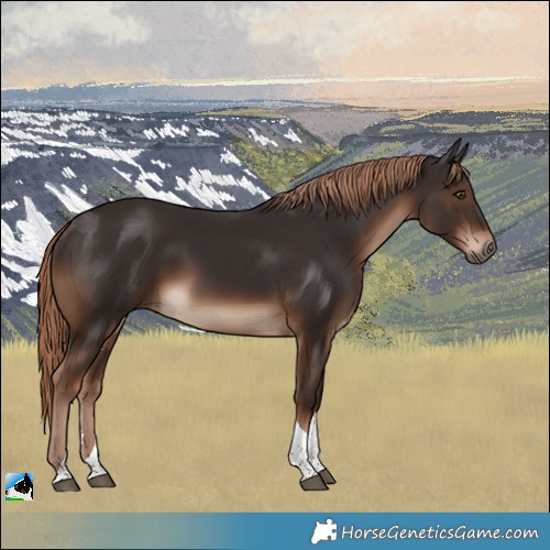Horse Color:Liver Chestnut Tobiano Rabicano