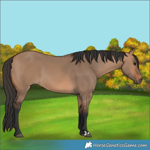 Horse Color:Bay Dun