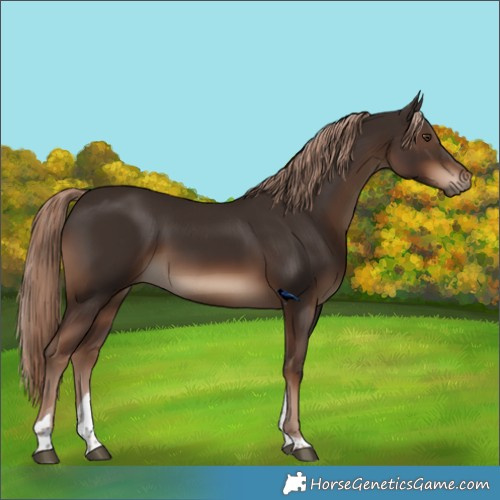 Horse Color:Liver Chestnut Tobiano Rabicano 