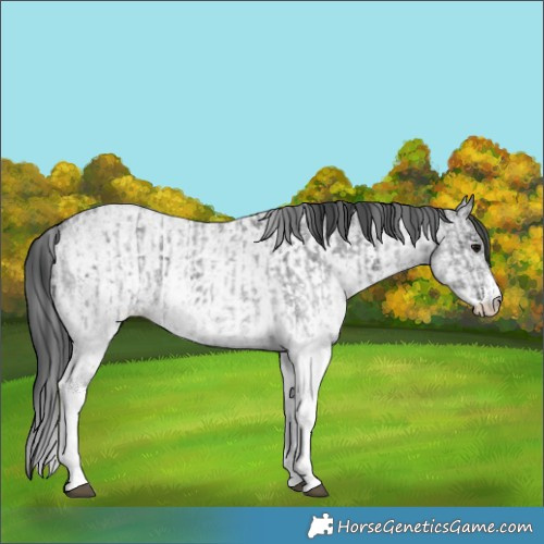 Horse Color:White Spotted Blue Roan Rabicano  and White Spotted Blue Roan Rabicano 