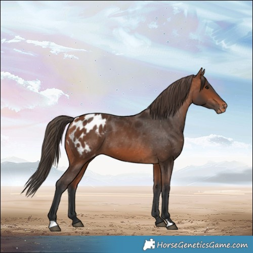 Horse Color:Bay Appaloosa 