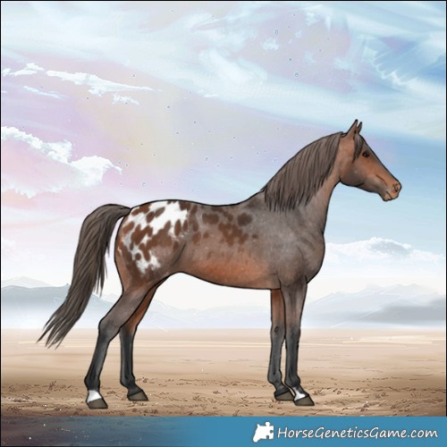Horse Color:Bay Blanket