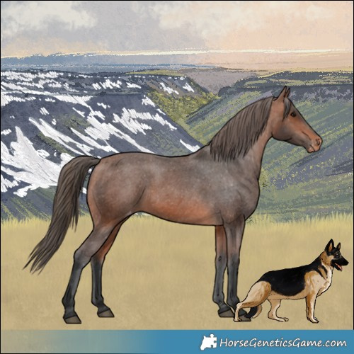 Horse Color:Bay Varnish 