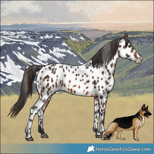 Horse Color:Brown Appaloosa 