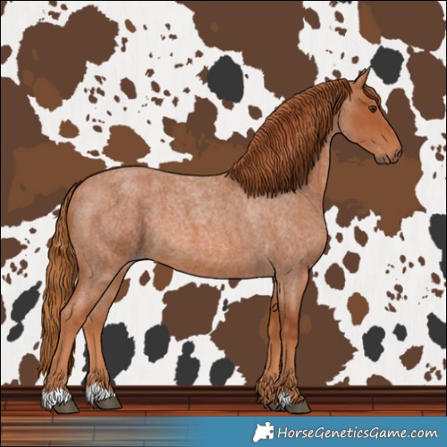 Horse Color:Red Roan 