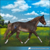Horse Color:Liver Chestnut Tobiano Rabicano